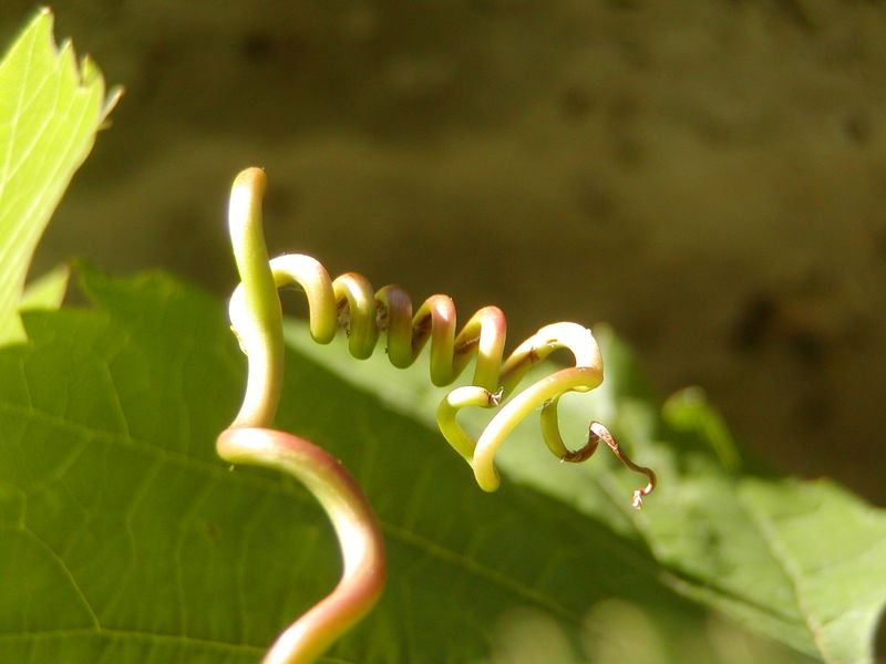 les vrilles de la vigne Les jardins de Calude les vrilles de la vigne Les jardins de Calude