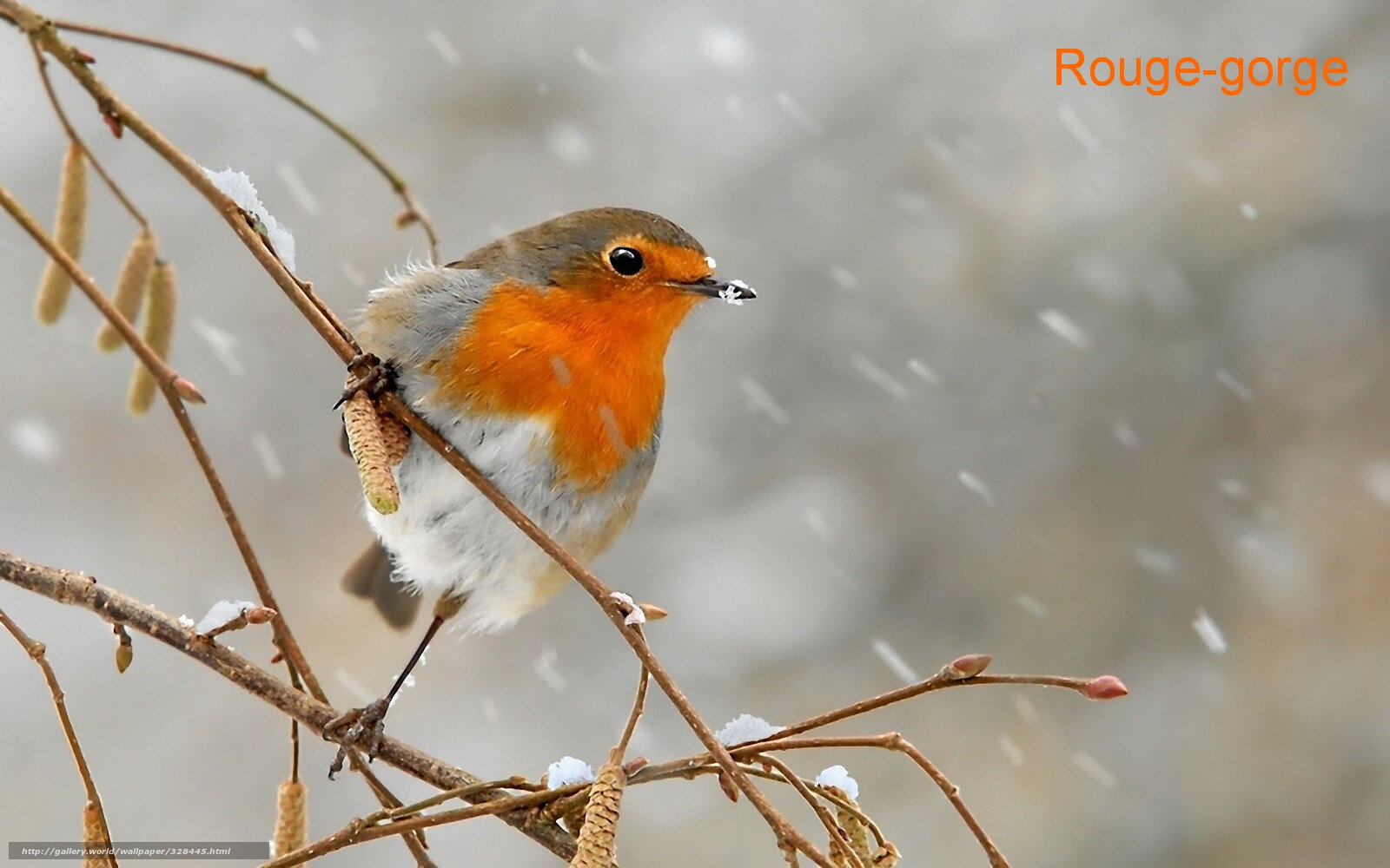 Nos Petits Oiseaux Lhiver Album Photos Comité Dintérêt