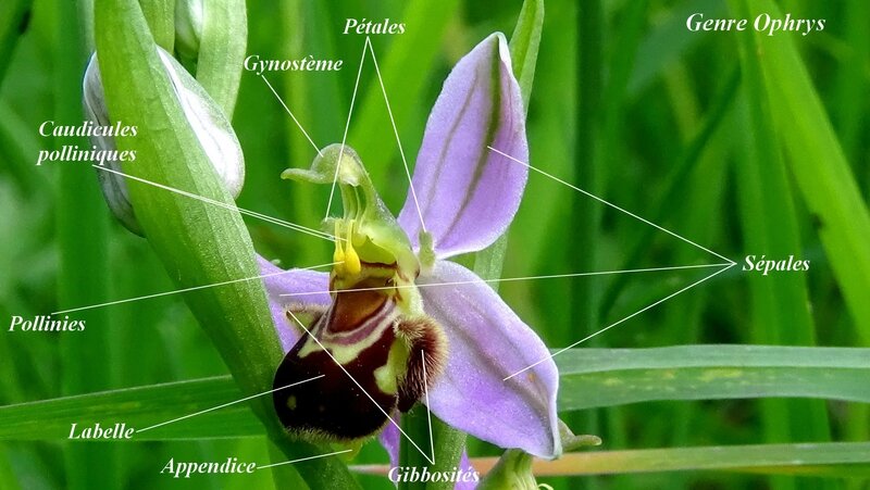 genre-ophrys