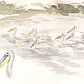 61 Pélican