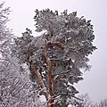 Pin Sylvestre - Pinus sylvestris