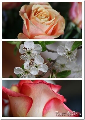 Rose & Gris 9-007