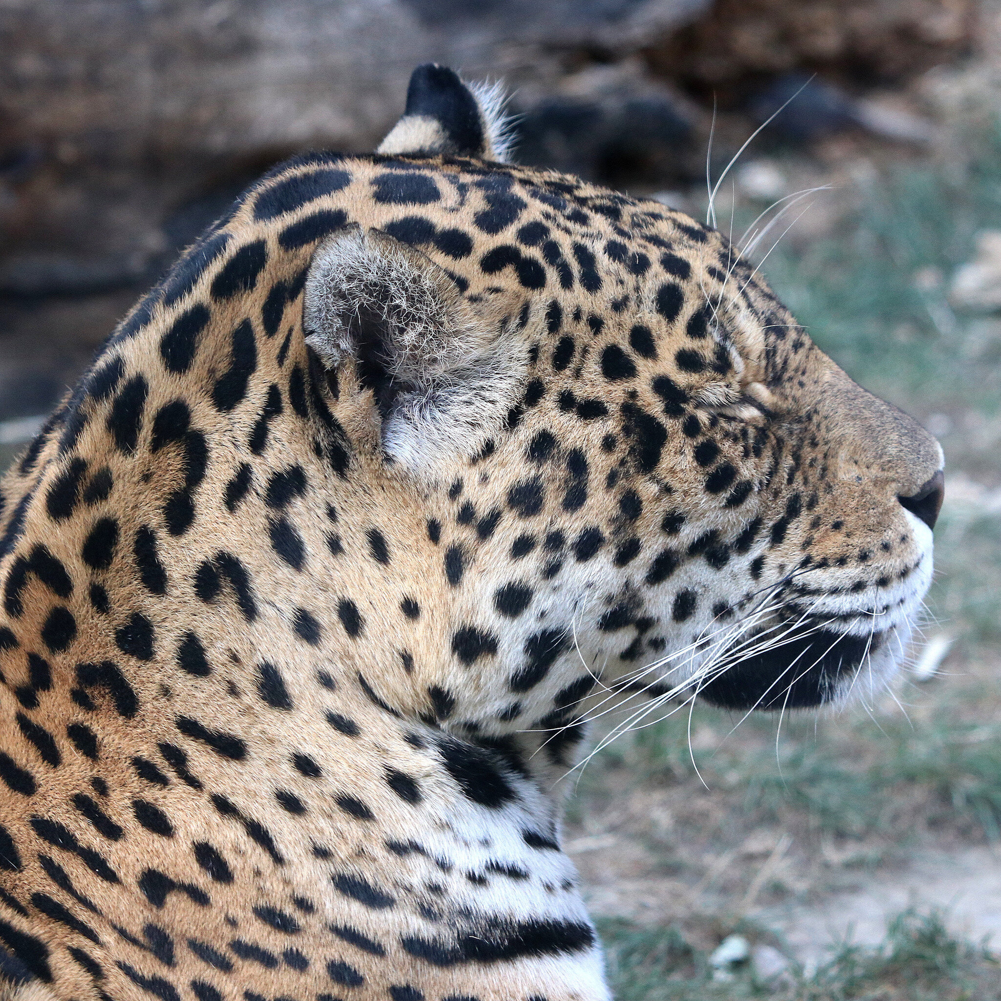  Jaguar  La faune au fil des randos