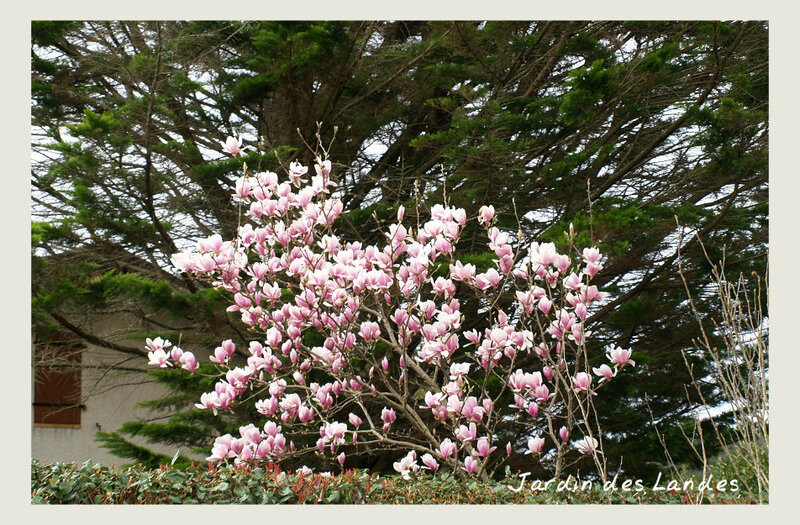 10 03 magnolia