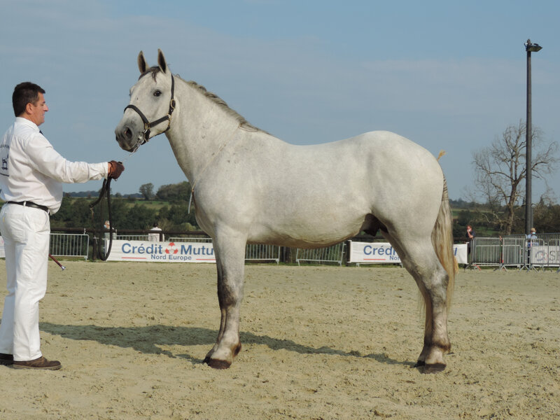 Impérial des Couleurs - 19 Septembre 2020 - Concours des Etalons Boulonnais - Samer (62) - 3e (2 ans (livre B)) Approuvé
