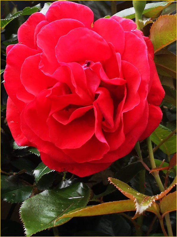 mesroses