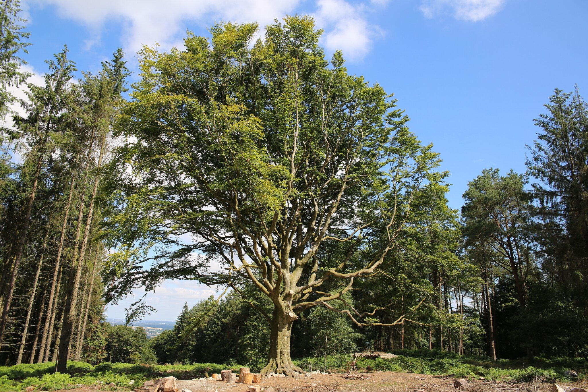 Quelques feuilles d'arbres… – Krapo arboricole