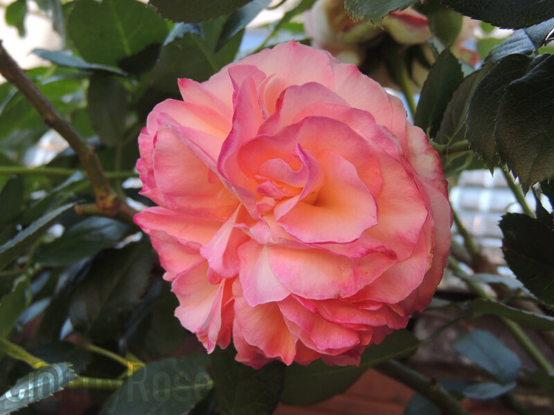 DSCN3595