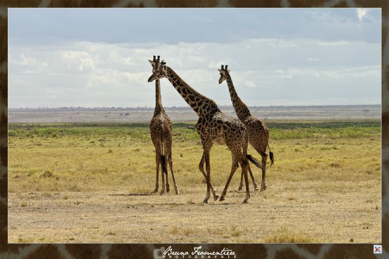 Kenya 15b