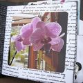 orchidées 17