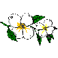 fleur blanche-2m