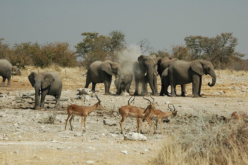 1280px-Namibie_Etosha_Elephant_02
