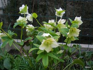 roses noel