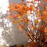 aaa jardin2