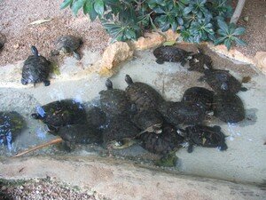 Tortues_de_Floride