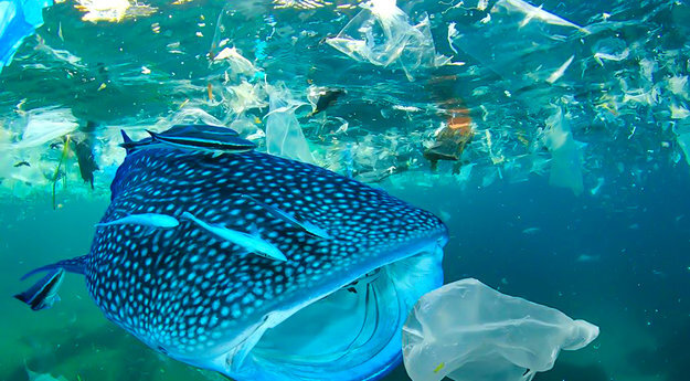 requin-baleine-plastique-wwf_xwh_1920x1281_xwh