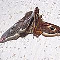 Saturnia pavonia (Petit paon de nuit)