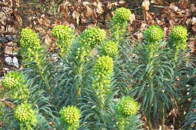 Euphorbia characias wulfenii_400