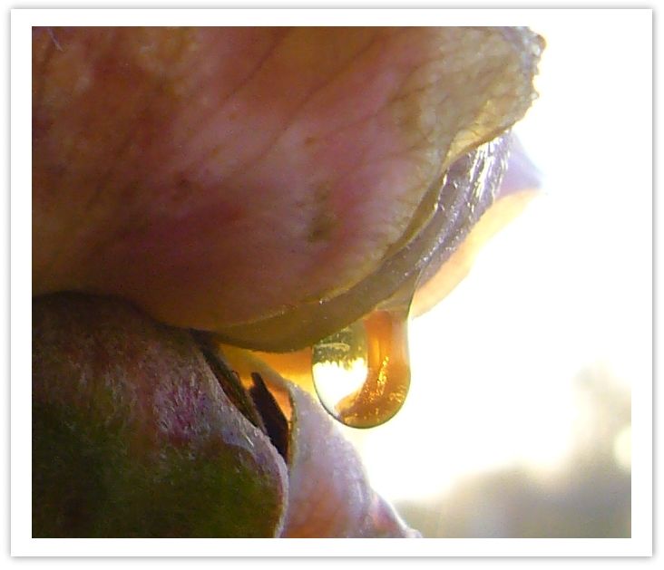 macros44