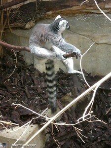 6676_Lemur