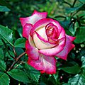 Rose, un beau prénom; rose, une belle couleur; roses des fleurs superbes !