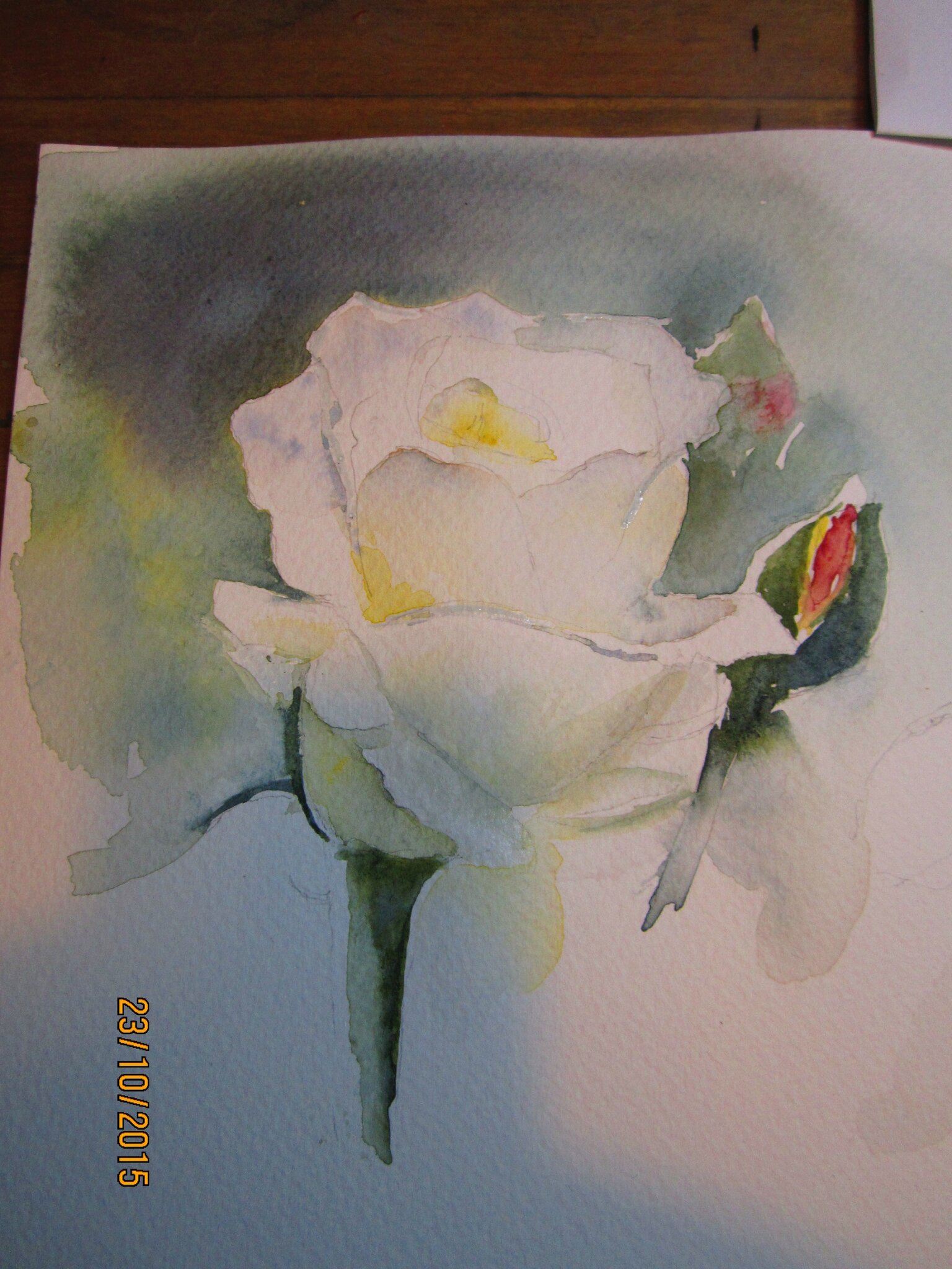 Rose blanche - Photo de Nature morte, fleurs et fruits - Eau, pinceau &  aquarelle