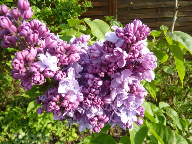Bouquet mauve et lilas - LE BLOG DE MIMIBLUE