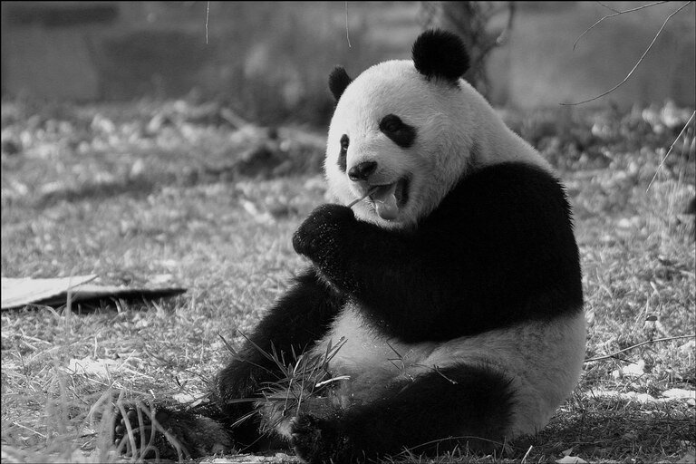 Panda En Voie De Disparition V One29