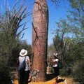 Baobab Reniala