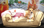 Disney_Bolt_Beverly_Hills_Chihuahua_DVD_Release_ptQnF_wjTsbl