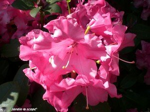 CIMG4958