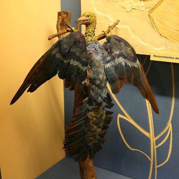 600px-Archaeopteryx-img_0291b