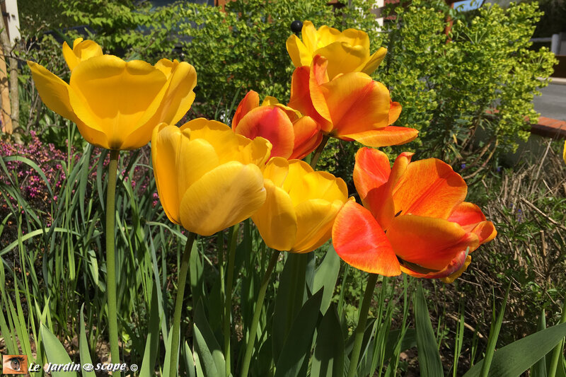 Tulipes-jaunes-et-orange