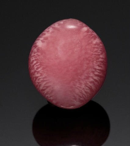 Conch Pearl, Strombus gigas or