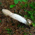 champignon : satyre puant ou phallus impudicus