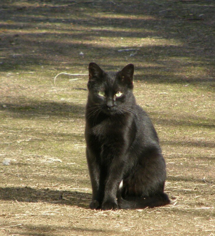 chatte noire aime la queue blanche
