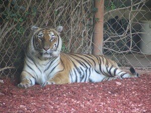 Tigre