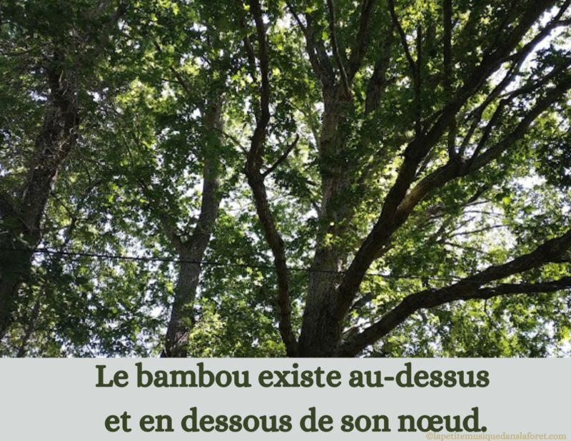 15 KOAN ZEN Le bambou existe au-dessus et en dessous de son noeud