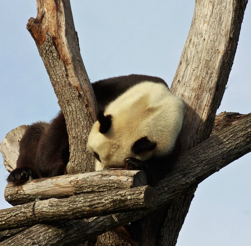 100-Panda Geant