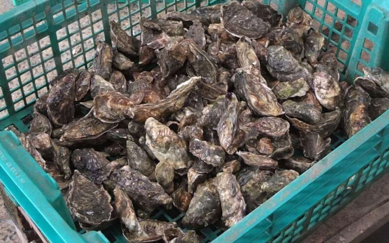 sept-tonnes-d-huitres-volees-a-gujan-mestras