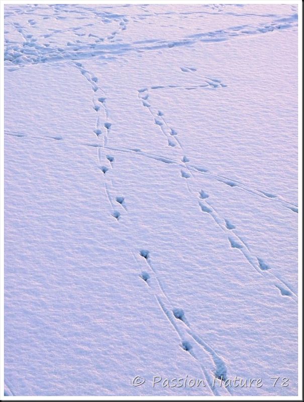 Traces d'animaux dans la neige (18)