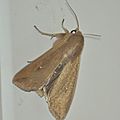 ( Pseudaletia ou mythimna unipuncta (La Leucanie orbicol )