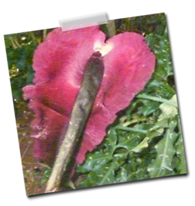 Fleur du Dracunculus vulgaris