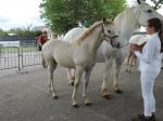 Jolie Coeur de Terwan, pouliche AraboBoulonnaise de Barok du Vallois (Arabe) et Cerise duMarée deTer, née le 14 février - 14 Juillet 2019 - Concours Chevalin d'Arneke (59)