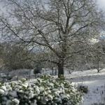 Neige