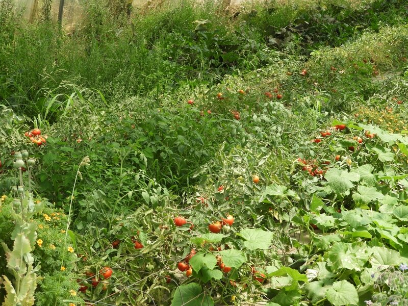 Tomates