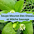 11 MOURON BLANC(1)Soupe Mouron Blanc Mâche
