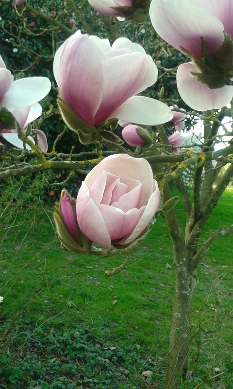 printemps-magnolia-nantes