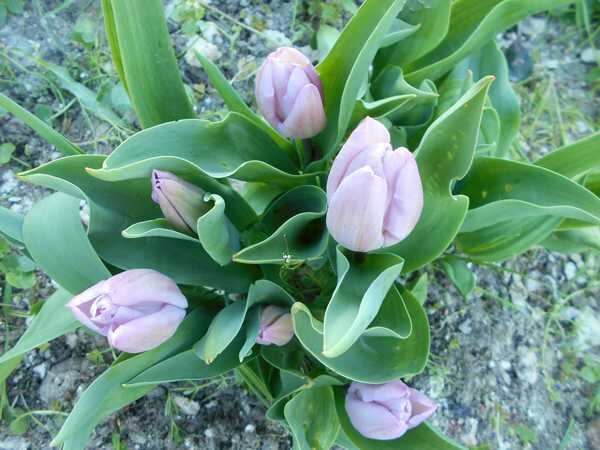 tulip4