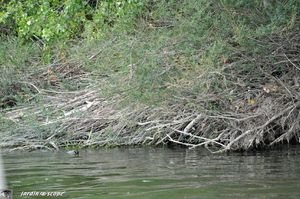 Habitat de Castor d'Europe sur la Loire